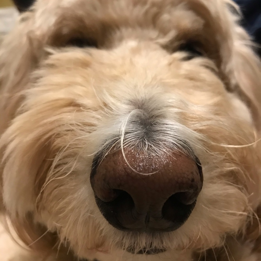 Meet your Posher, Debbie